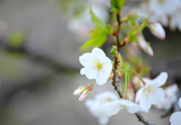 Witte Sakura Bloem Boom Close — Stockfoto