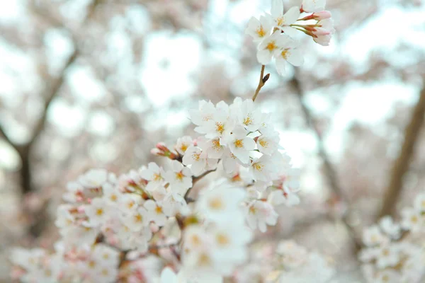 Hermoso Árbol Flores Sakura Cerca — Foto de Stock