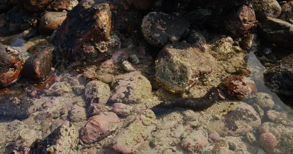 Pepino Mar Dentro Del Océano —  Fotos de Stock