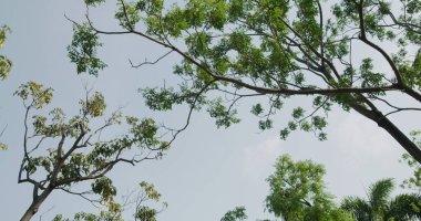 Taze yeşili olan ağaç mavi gökyüzünü terk ediyor