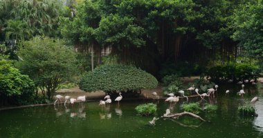 Gölette flamingo olan Kowloon Parkı
