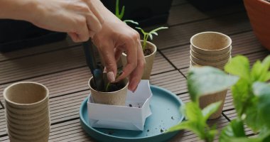 Kağıt bardağa küçük su ıspanağı koy.