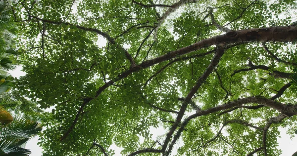 Canopy Árbol Desde Ángulo Bajo —  Fotos de Stock