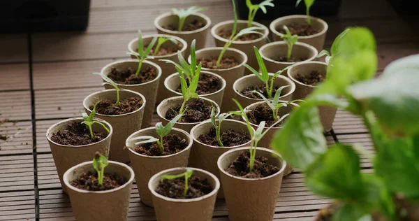 Tour about growing plants Stock Photos, Royalty Free Tour about growing ...