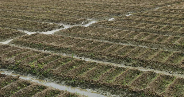 Biologischer Bauerngarten Auf Dem Land — Stockfoto