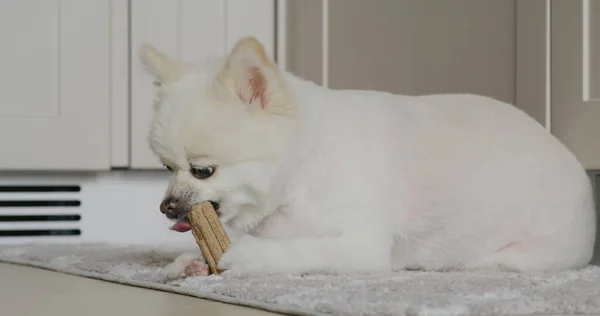 Branco Pomeranian Cão Mastigar Com Seu Lanche Casa — Fotografia de Stock