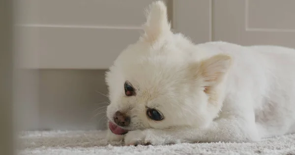 Anjing Pomeranian Kunyah Memperlakukan Untuk Gigi Bersih Dan Gusi Yang — Stok Foto