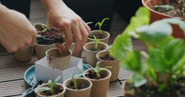 Kağıt bardağa küçük su ıspanağı koy.