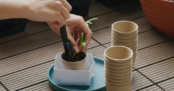 Put Small Water Spinach Sprout Paper Cup — Stock Photo, Image