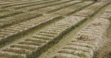 Kırsaldaki organik tarım bahçesi 