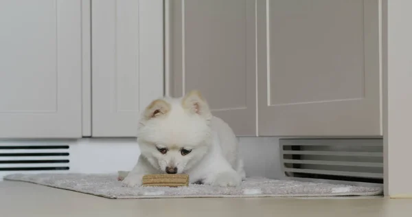 Bianco Masticare Cane Pomerania Con Suo Spuntino Casa — Foto Stock