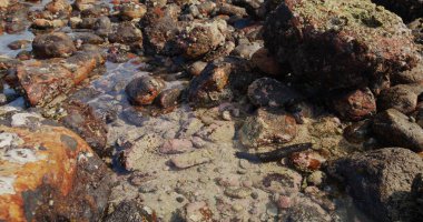 Okyanusun içindeki deniz hıyarı.