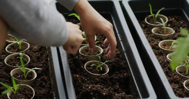 Ev bahçesindeki ıspanak filizini sulamak.