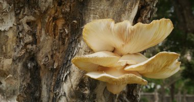 Ağaçta altın istiridye mantarı