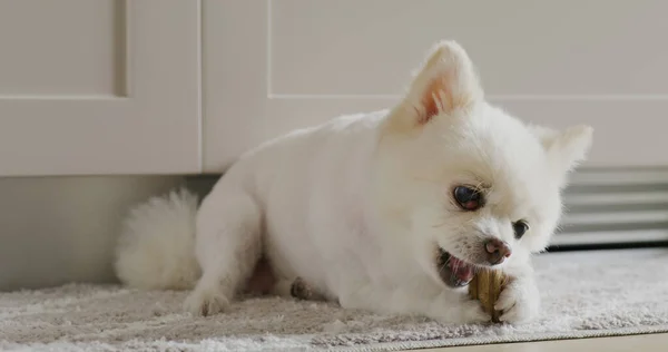 Vit Pommerska Hund Tugga Med Sitt Mellanmål Hemma — Stockfoto