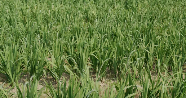 Fazenda Gladiolus Sem Flor Campo — Fotografia de Stock