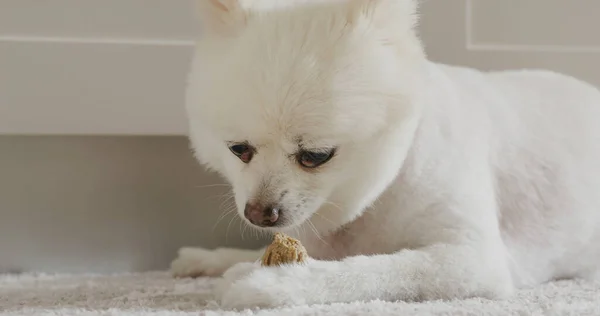 Anjing Pomeranian Kunyah Memperlakukan Untuk Gigi Bersih Dan Gusi Yang — Stok Foto