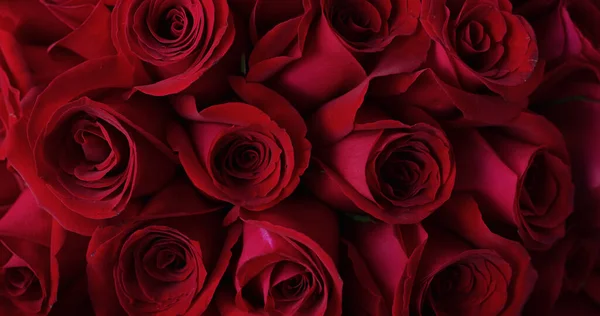 Naturalne Czerwone Róże Tło Zbliżenie — Zdjęcie stockowe