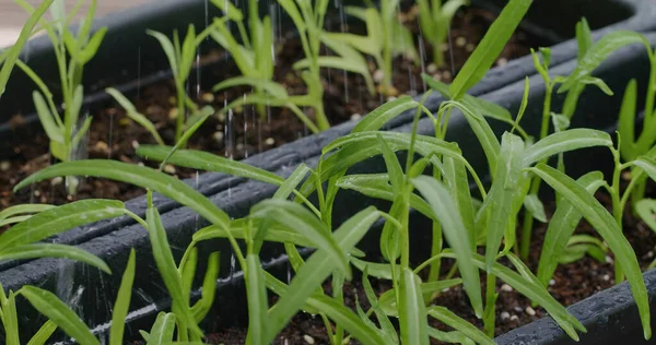 Récolte Des Épinards Eau Dans Mini Jardin Maison — Photo