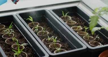 Mini bahçedeki küçük filizlerin üzerine su püskürt.