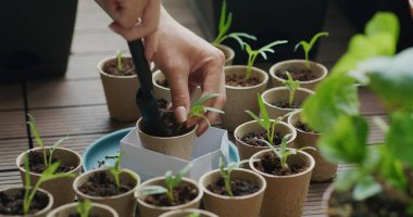 Kağıt bardağa küçük su ıspanağı koy.