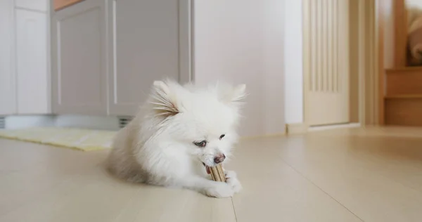 Pommerska Hund Tugga Behandla För Rena Tänder Och Friska Tandkött — Stockfoto