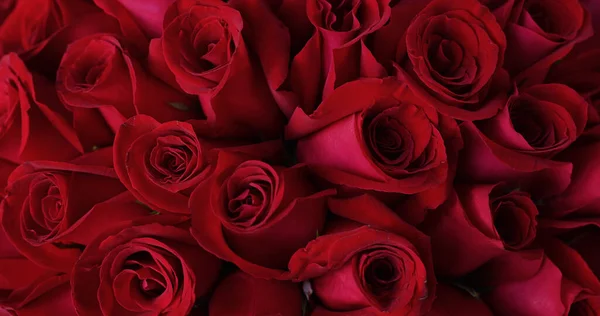 Natural Red Roses Background Close — Stock Photo, Image