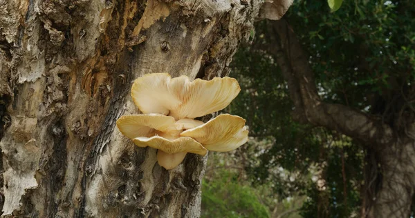 Cogumelo Ostra Dourado Árvore — Fotografia de Stock