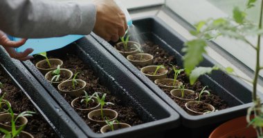 Küçük filiz üzerinde su püskürtme