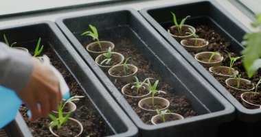 Mini bahçedeki küçük filizlerin üzerine su püskürt.