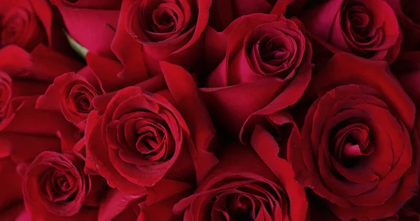 Natural Red Roses Background Close — Stock Photo, Image