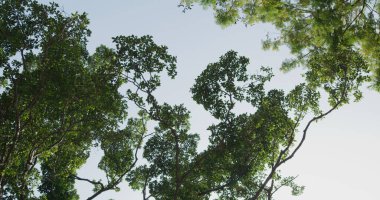 Düşük açılı ağaç gölgeliği