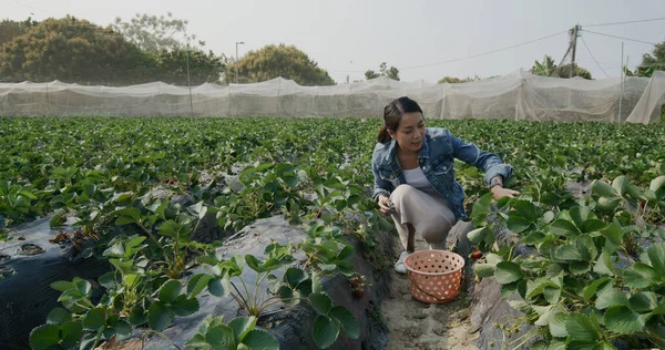アジアの女性はイチゴ農場に行く — ストック写真