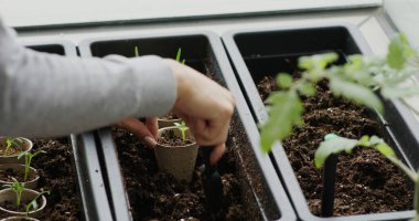 Su ıspanağı filizi Çiçek kabına geçer