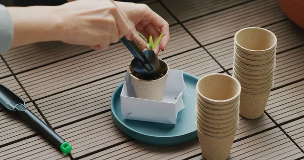 Mettre Les Petits Épinards Eau Dans Une Tasse Papier — Photo