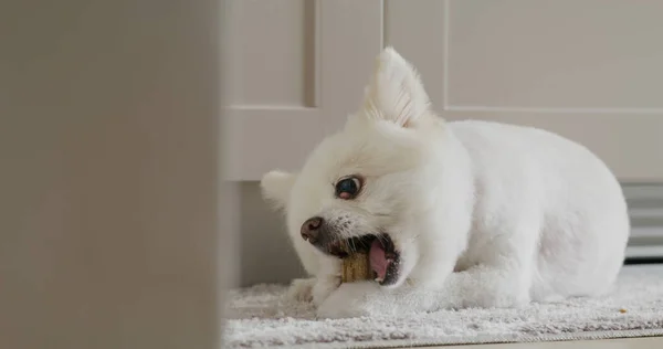 ポメラニア犬はきれいな歯と健康な歯茎のための治療を噛む — ストック写真