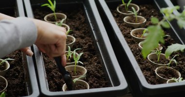 Ev bahçesindeki ıspanak filizini sulamak.