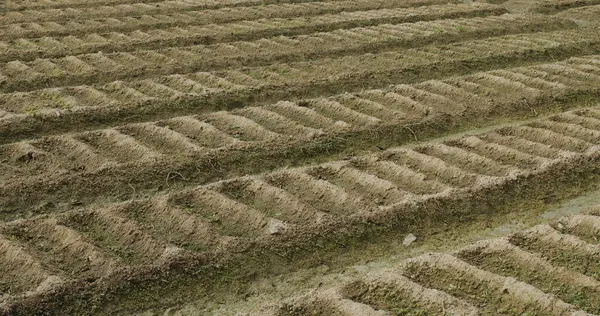 Jardín Agrícola Ecológico Campo — Foto de Stock