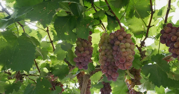 Branche Raisins Rouges Mûrs Ferme — Photo