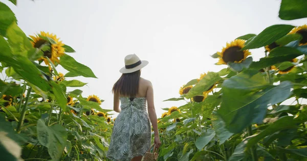 Donna Visita Fattoria Girasole Durante Estate — Foto Stock