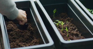 Evin balkonundaki küçük bahçedeki toprağa tohum ekiyor.