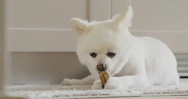 Pomeranian Dog Chewing Treat Clean Teeth Healthy Gums — Stock Photo, Image