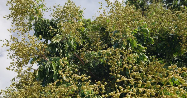 Μεγάλο Δέντρο Longan Δέντρο Ώριμο Του Longan — Φωτογραφία Αρχείου