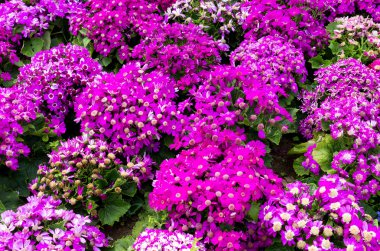 Senecio çiçek alanı