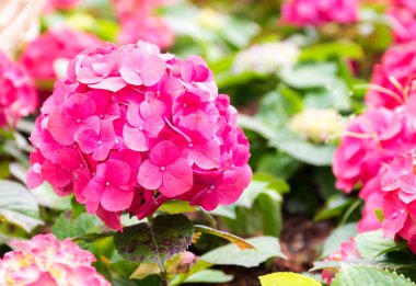 Ortanca Çiçek bahçesinde çiçek 