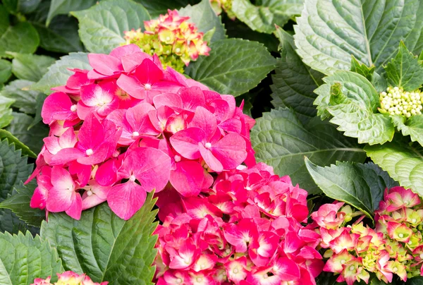 Flores de hortensias rosadas — Foto de Stock