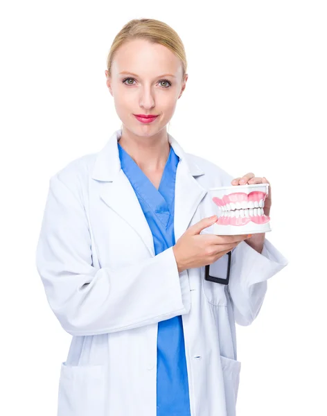 Dentist with denture — Stock Photo, Image