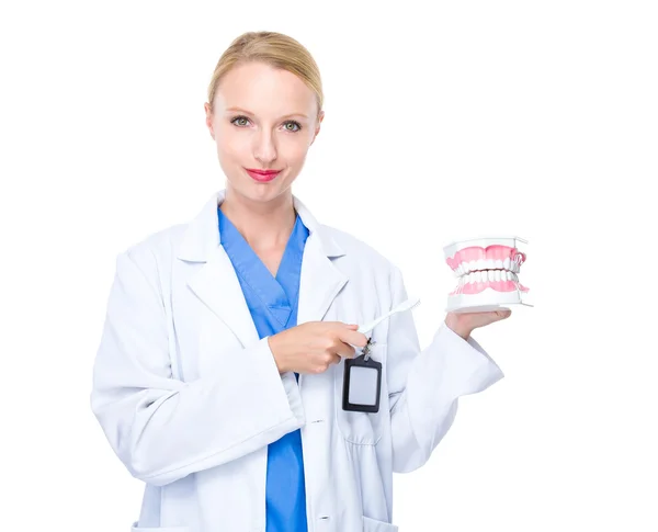 Dentist showing denture and toothbrush — Stock Photo, Image