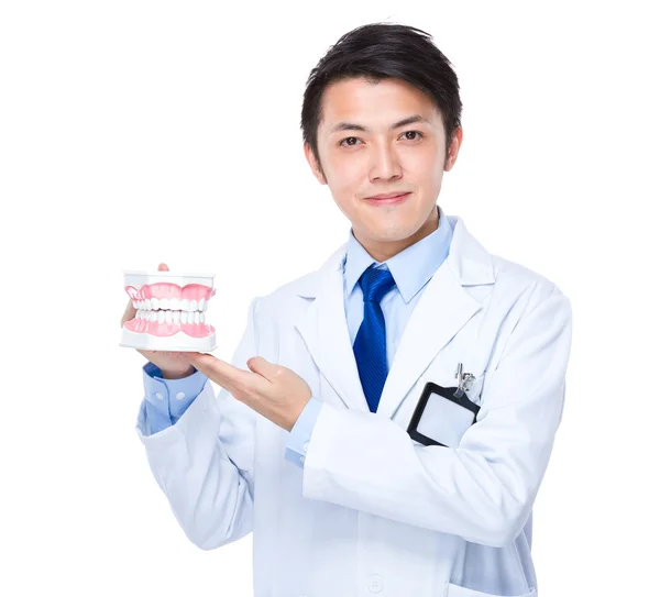 Male dentist with denture — Stock Photo, Image