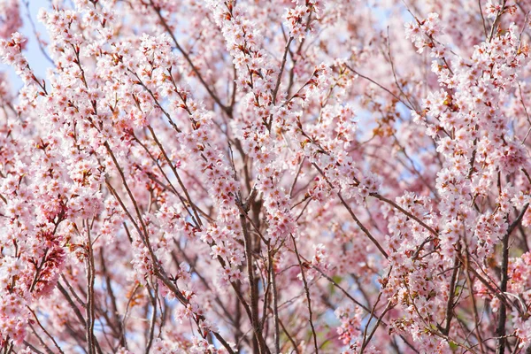 Rosa Sakura-Baum — Stockfoto